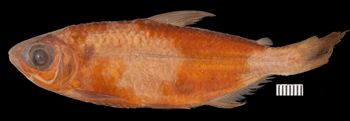 Media type: image;   Ichthyology 166271 Aspect: lateral,description